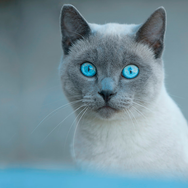 Blue cats eyes