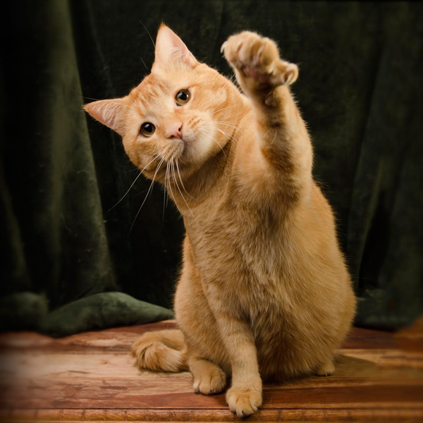 Orange Morris cat reaching to the camera