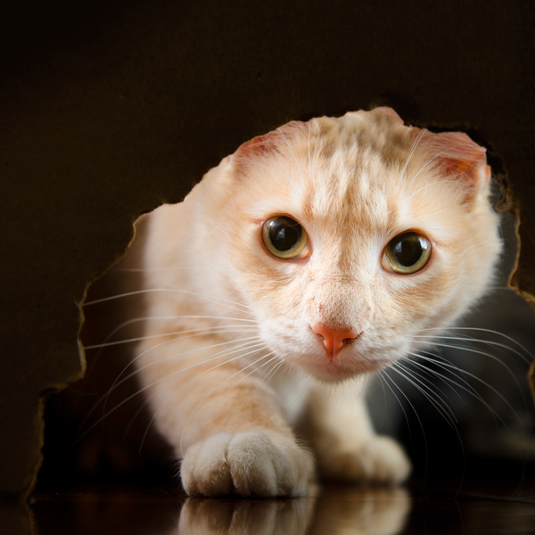 Cat looking through a mouse hole