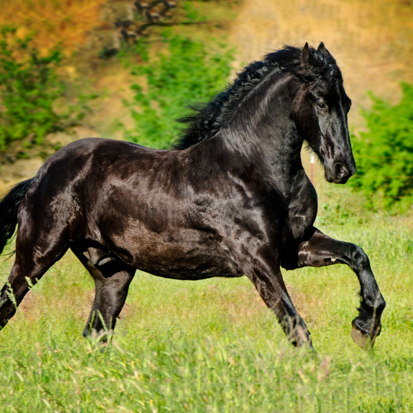 Freisian horse running