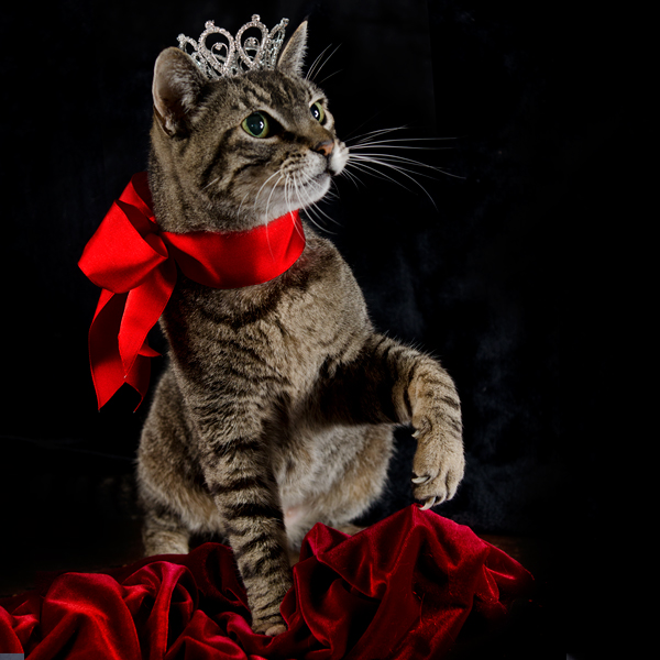 Cat with a crown on his head