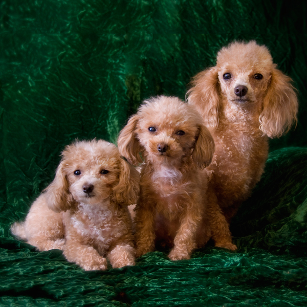 3 toy apricot poodles